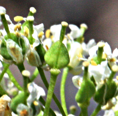 Lepidium draba, Pfeilkresse, Frucht