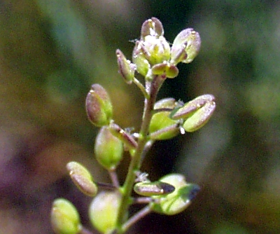 Lepidium ruderale, Schutt-Kresse, Bl�ten
