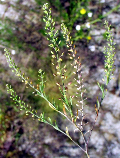 Lepidium ruderale, Schutt-Kresse