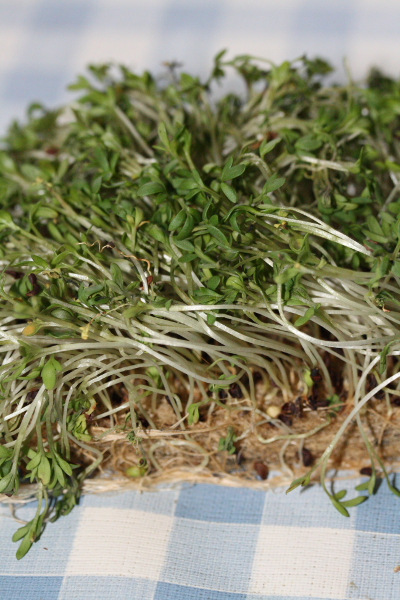 Lepidium sativum, Gartenkresse, Sprossen