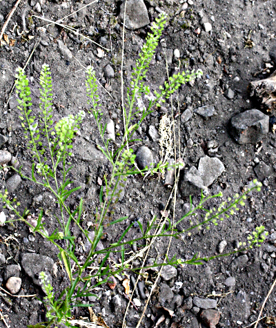 Lepidium virginicum, Virginische Kresse