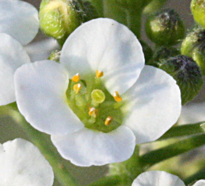 Lobularia maritima, Strand-Silberkraut, Blüte
