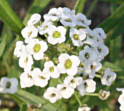 Lobularia maritima, Strand-Silberkraut,Blüten