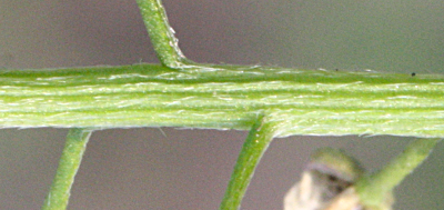 Lobularia maritima, Strand-Silberkraut, Stängel