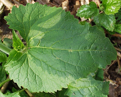 Lunaria annua, Einjhriges Silberblatt, Blatt