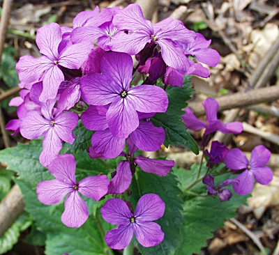 Lunaria annua, Einjähriges Silberblatt, Blütenstand