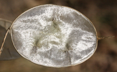 Lunaria annua, Einjähriges Silberblatt, Schötchen