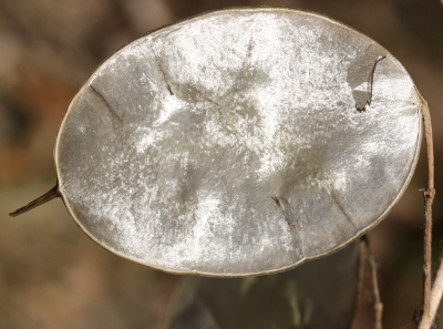 Lunaria annua, Einjhriges Silberblatt, Schote