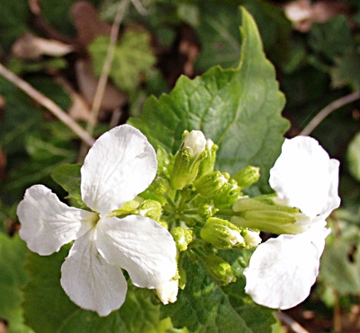Lunaria annua, Einjähriges Silberblatt, weiß