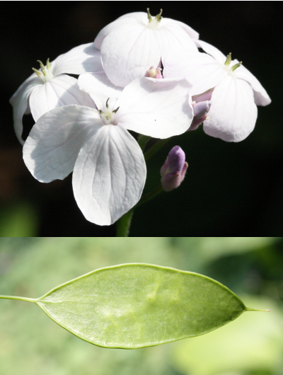Lunaria rediviva, Ausdauerndes Silberblatt