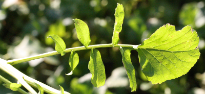 Raphanus sativus, �lrettich, mittleres St�ngelblatt