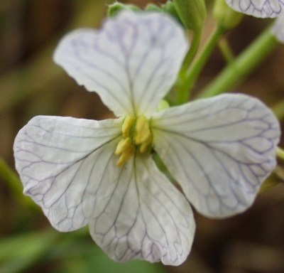 Raphanus sativus, Rettich, Blüte