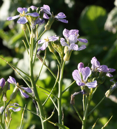 Raphanus sativus, Rettich, Blütenstand