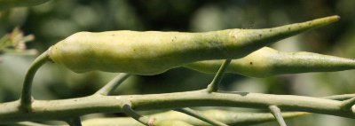 Raphanus sativus, �lrettich, Frucht