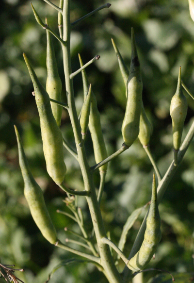 Raphanus sativus, Rettich, Fruchtstand