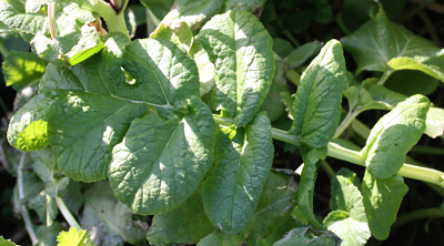 Raphanus sativus, �lrettich, Grundblatt