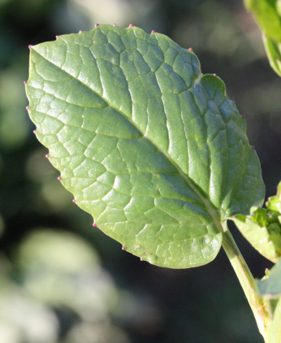 Raphanus sativus, �lrettich, oberes St�ngelblatt