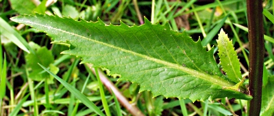 Rorippa amphibia, Wasser-Sumpfkresse, Blatt