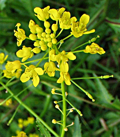 Rorippa amphibia, Wasser-Sumpfkresse, Blten