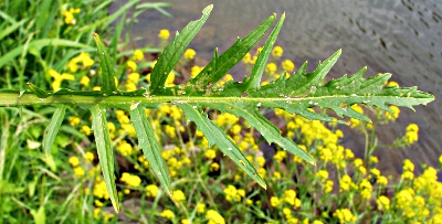 Rorippa x anceps, Niederliegende Sumpfkresse, unteres Blatt