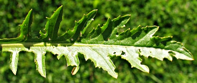 Rorippa x anceps, Niederliegende Sumpfkresse, oberes Blatt