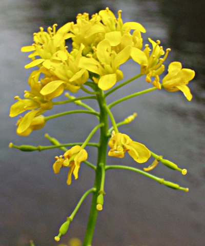 Rorippa x anceps, Niederliegende Sumpfkresse, Bl�ten