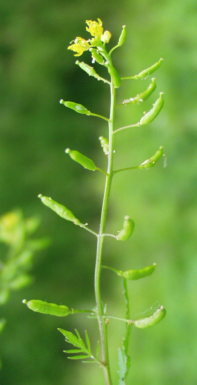 Rorippa palustris, Gewöhnliche Sumpfkresse