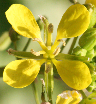 Sinapis alba, Weißer Senf, Blüte