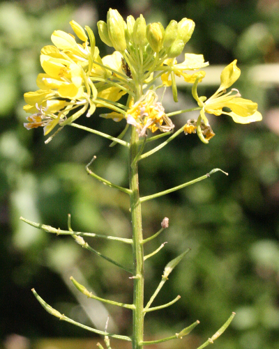 Sinapis alba, Weißer Senf, Blütenstand