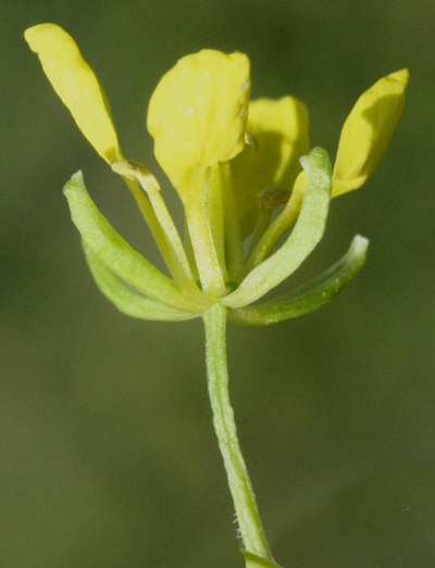 Sinapis alba, Weißer Senf, Blüte