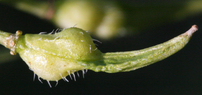 Sinapis alba, Weißer Senf, Frucht