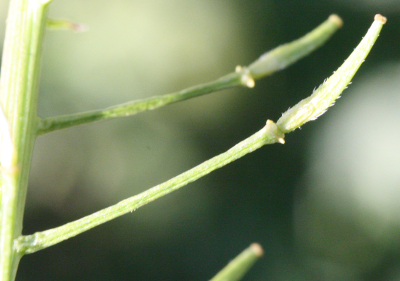 Sinapis alba, Weißer Senf, Früchte