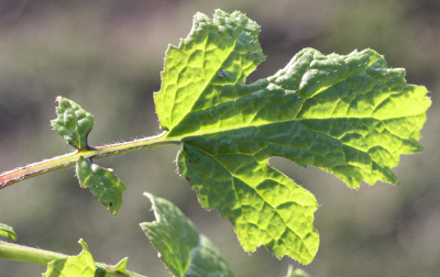 Sinapis alba, Weißer Senf, oberes Stängelblatt