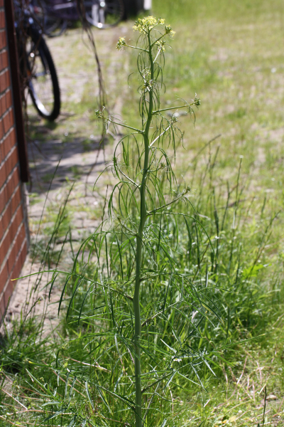 Sisymbrium altissimum, Hohe Rauke
