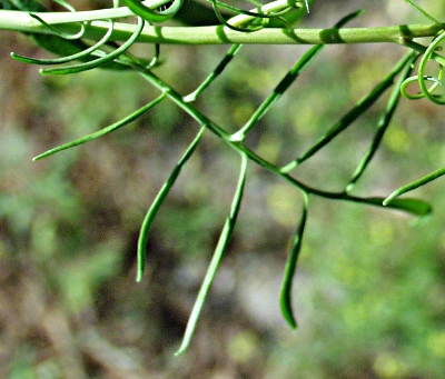 Sisymbrium altissimum, Hohe Rauke, oberes St�ngelblatt