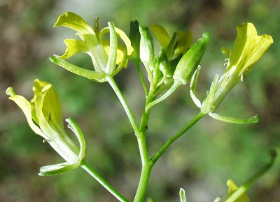 Sisymbrium altissimum, Hohe Rauke, Bl�ten