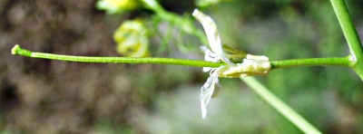 Sisymbrium altissimum, Hohe Rauke, Frucht