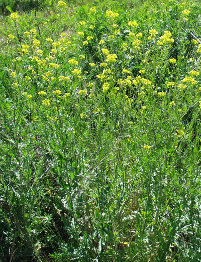 Sisymbrium loeselii, Loesels Rauke