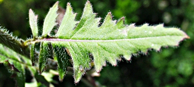 Sisymbrium loeselii, Loesels Rauke, Blatt