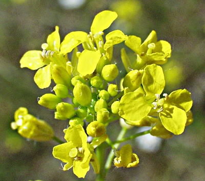 Sisymbrium loeselii, Loesels Rauke, Bl�ten