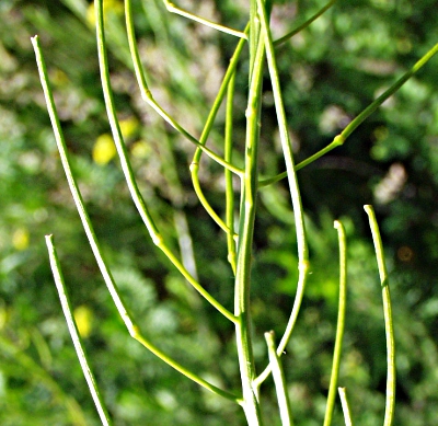 Sisymbrium loeselii, Loesels Rauke, Schoten