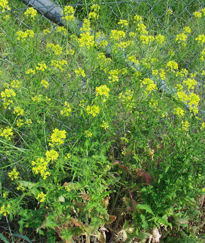 Sisymbrium officinale, Weg-Rauke