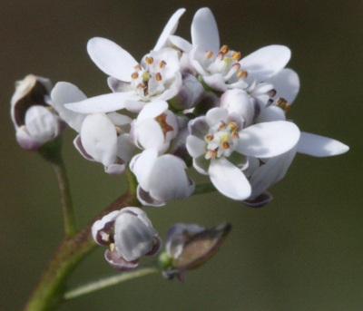 Teesdalia nudicaulis, Sand-Bauernsenf, Blten