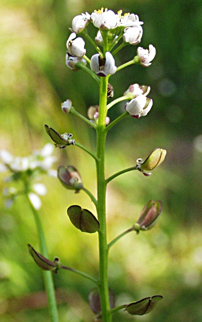 Teesdalia nudicaulis, Sand-Bauernsenf, Blütenstand