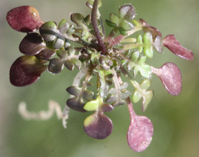 Teesdalia nudicaulis, Sand-Bauernsenf, Grundbltter