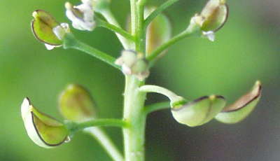 Teesdalia nudicaulis, Sand-Bauernsenf, Schoten