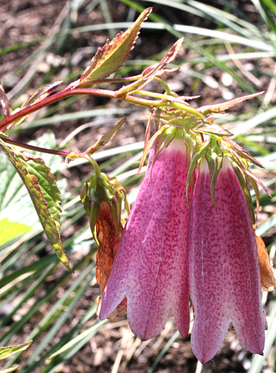 Campanula punctata, Punktierte Glockenblume