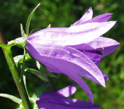 Campanula rapunculoides, Acker-Glockenblume, Blüte