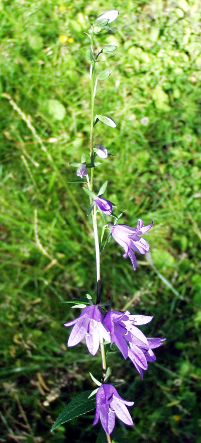 Campanula rapunculoides, Acker-Glockenblume, Blütenstand