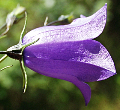 Campanula rotundifolia, Rundblttrige Glockenblume, Blte